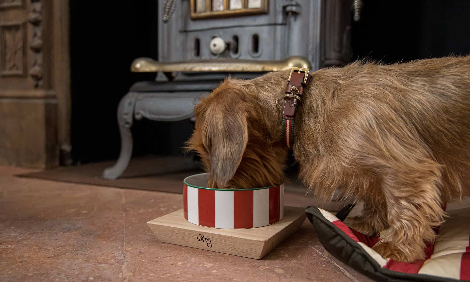 A Dog’s Life -  ISSIMO x POLDO