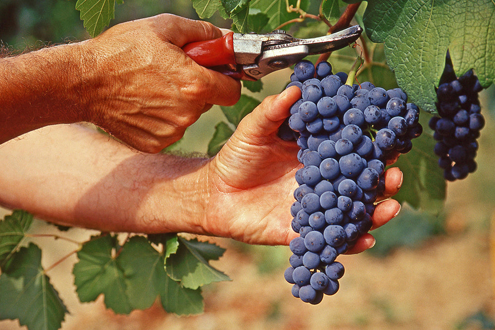 Sip, Stomp, and Savour: </br> A Guide to Vendemmia in Italy
