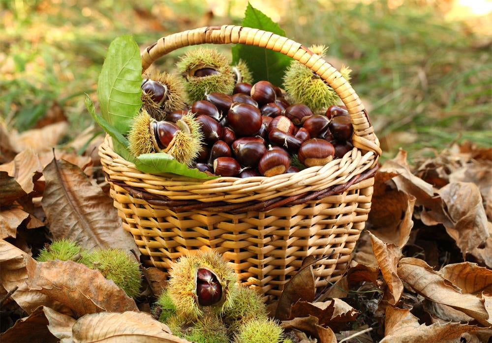 Chestnuts: Italy's Culinary Gem