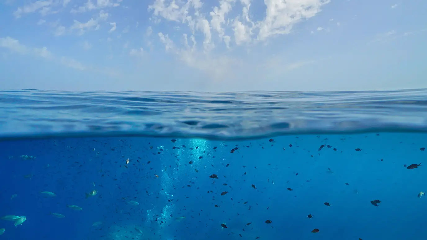 An Ocean of Change: Learning to Safeguard Our Seas