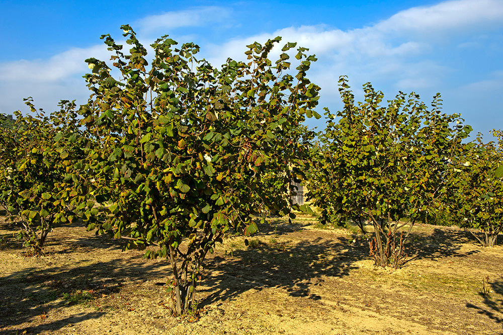 The Piemontese Hazelnut