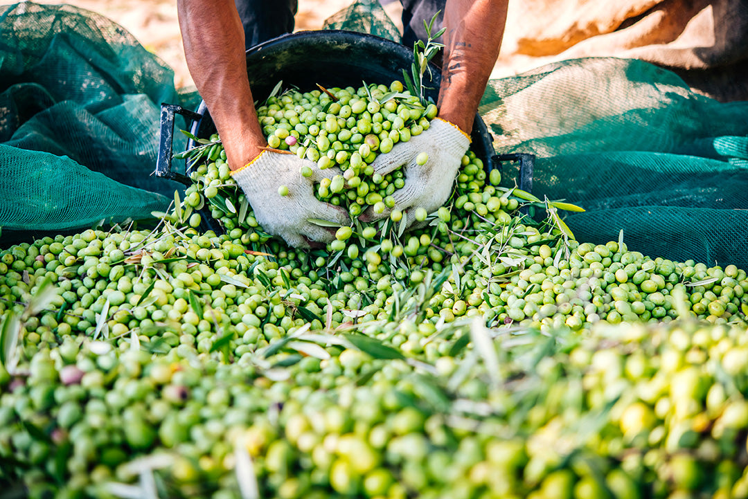 Straight from the harvest - Olio Nuovo