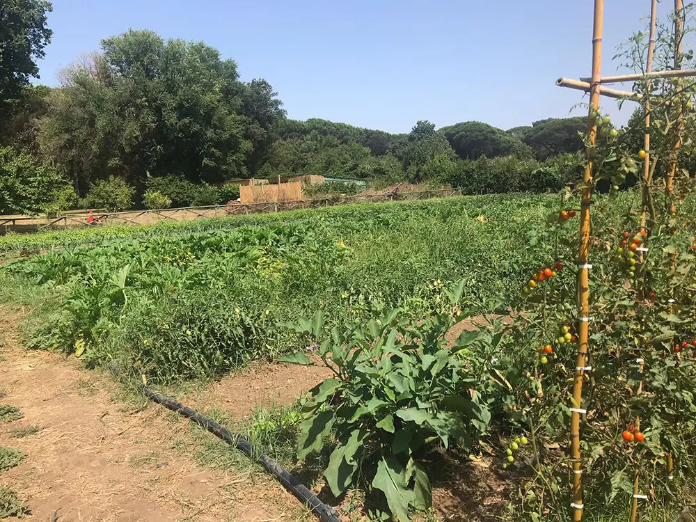 The Holistic Benefits of the Italian Garden