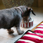 Issimo X Poldo Red Stripes Bowl