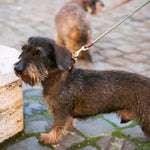 ISSIMO X Poldo Leather Portofino Leash