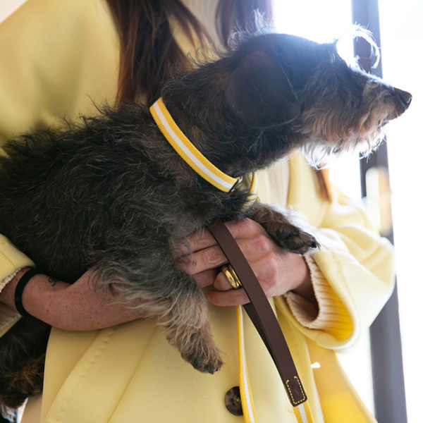 ISSIMO x Poldo portofino yellow stripes leash Marie Louise dog best sellers ISSIMO