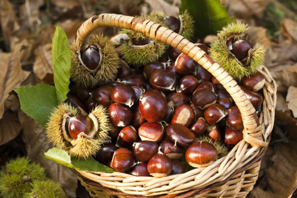 Chestnuts sagre in Trento. The Ultimate Guide to Italy’s Sagre