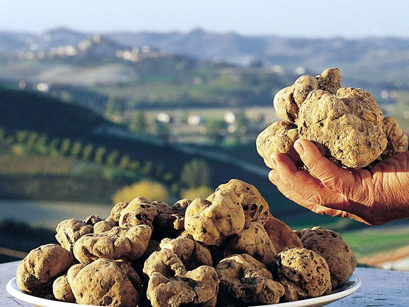 Truffles, september sagre. Italy