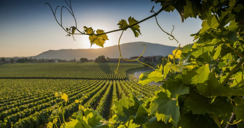 The vendemmia is synonymous with the creation of the world-famous Prosecco.