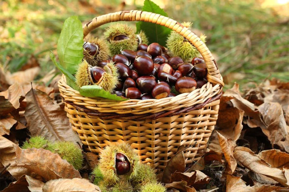 issimo-chestnuts-italy-culinary-gem