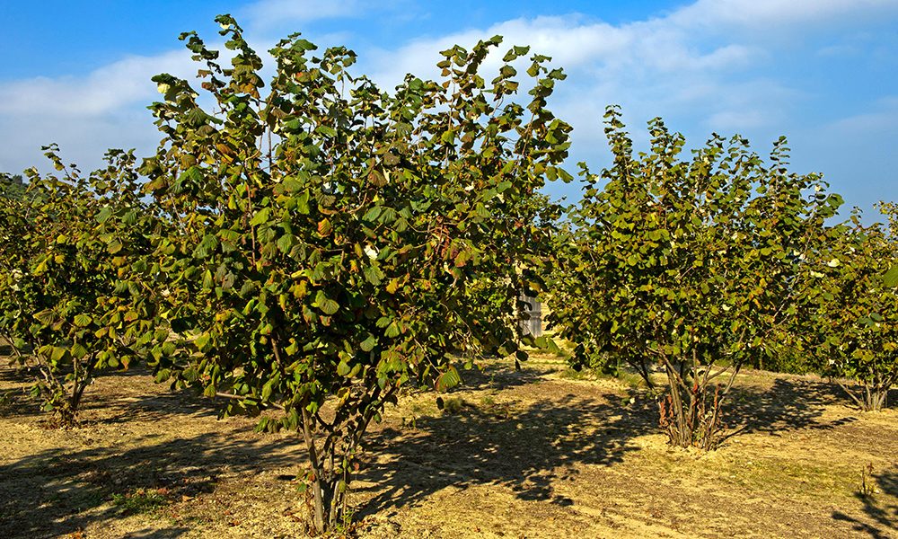 issimo-nocciola-orchard-in-Cuneo-Piemonte